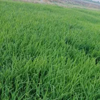 شالی خوزستان عنبربو برنج