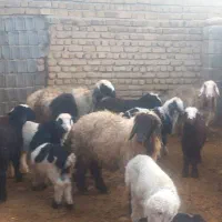 میش بره دار.دوقلو|حیوانات مزرعه|طسوج, |دیوار