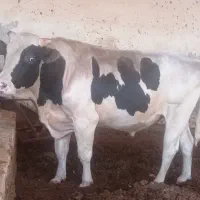 پرواری صنعتی گوشتی