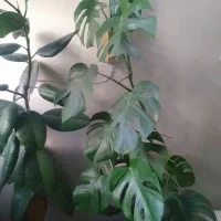 گل برگ انجیری،‌ فیکوس، بگونیا، کراسولا، قاشقی|گل و گیاه طبیعی|شیراز, حافظیه|دیوار