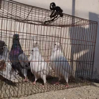 کفتر پرشی|پرنده|مینودشت, |دیوار