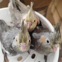 جوجه عروس هلندی|پرنده|نیشابور, جمهوری|دیوار
