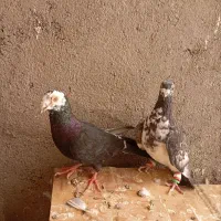 کفتر|پرنده|تربت جام, میان جام|دیوار