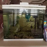 آگواریون سالم یک ماهی ویک لجن خار هستش