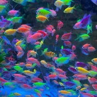 کار بساط کردن ماهی کالر