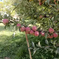 دنبال باغ شراکتی هستم