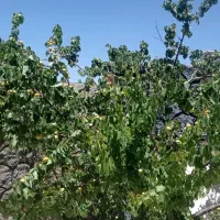 باغشهری|فروش زمین و ملک کلنگی|ارژن, |دیوار