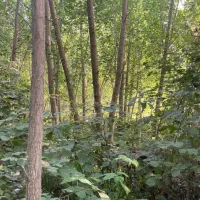 ۴۰۰ متر زمین باغی رودبنه لاهیجان|فروش زمین و ملک کلنگی|رودبنه, |دیوار