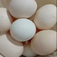 تخم مرغ محلی