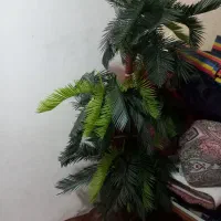 گل‌ بزرگ و زیبا