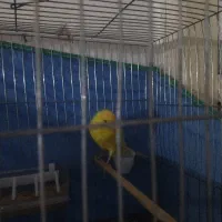 قناری نر رسمی بلند معاوضه دارم با ماده رسمی بلند