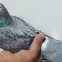 کفتر پلنگ سبز