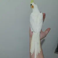 عروس لوتینو چشم شرابی زبل