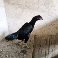 لاری اوشامو