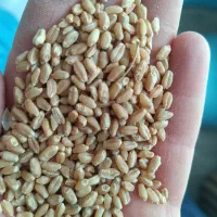 فروش گندم بذر تیرگان