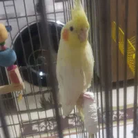 عروس هلندی|پرنده|رباط‌کریم, مسکن مهر آبشناسان|دیوار