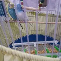 مرغ عشق‌|پرنده|فردیس, شهرک ارم|دیوار