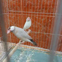 فنچ نرگسی آلبینو و شکلاتی|پرنده|ماهدشت, |دیوار