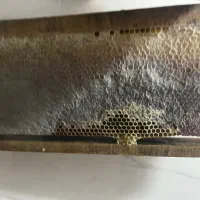 عسل گون طبیعی دامنه های رشته کوه سبلان|خوردنی و آشامیدنی|شاهدشهر, |دیوار