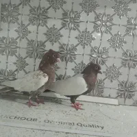 جفت سینه ای|حیوانات|اهواز, کوی جانبازان(دانش)|دیوار