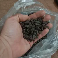 کشمش تمیر پاک شده|خوردنی و آشامیدنی|مراغه, |دیوار