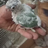 جوجه سرلاکی گرینچیک پاین اپل