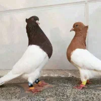 کبوتر رنگی|پرنده|قزوین, |دیوار