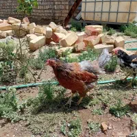 مرغ تخم گذار رسمی یکساله