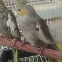 عروس هلندی دو ماهه|پرنده|زارچ, |دیوار