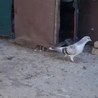 کبوتر|پرنده|شوشتر, |دیوار