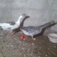 یه جفت غاز