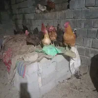 مرغ|حیوانات مزرعه|سیوان, |دیوار