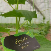 کارشناس ارشد گیاهپزشکی (کشاورزی)|خدمات باغبانی و درختکاری|ابریشم, |دیوار