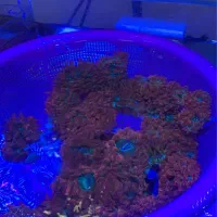 شقایق رز بابل