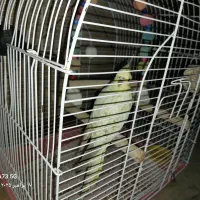 طوطی عروس|پرنده|محمدیه-قزوین, |دیوار