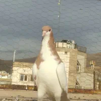 کفتر هوایی و جفتی