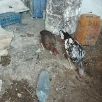 مرغ خروس نصل دار|حیوانات مزرعه|سیب و سوران, |دیوار