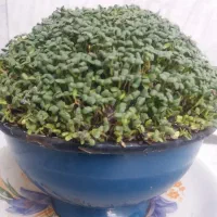 سبزه|گل و گیاه طبیعی|بروجرد, |دیوار