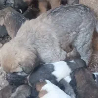 ناب سراب|سگ|تبریز, |دیوار