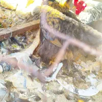 مرغ برهما|حیوانات مزرعه|داراب, |دیوار