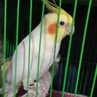 عروس هلندی لوتینو