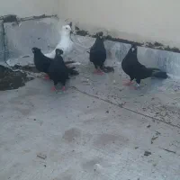 بهبونی شهری پلاکی