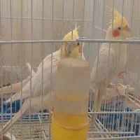 عروس هلندی مولد درجه یک|پرنده|تربت‌حیدریه, آغوی|دیوار