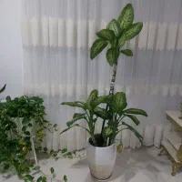 گل گیاه طبیعی