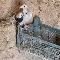 کوهی لک دار