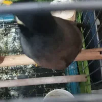 مرغ مینا نر وماده