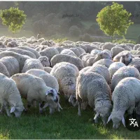 گوسفندنرینه**تخفیف ویژه**برای عیدقربان کمترین قیمت
