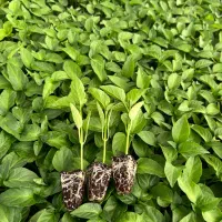 نشا|عمدهفروشی|سراوان, |دیوار