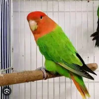 جوجه تازه دونخور طوطی برزیلی|پرنده|کیش, |دیوار