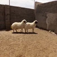 گوسفند